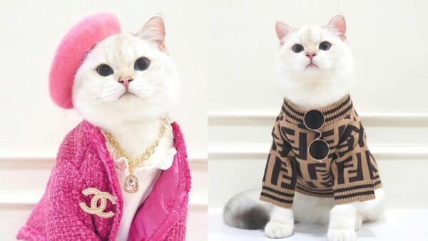 貓界艾蜜莉！來自泰國的Merlin 輕鬆駕馭各種時裝的英國短毛貓
