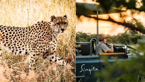 非洲 Safari ｜南非 Singita Lebombo Lodge 豪奢獵遊