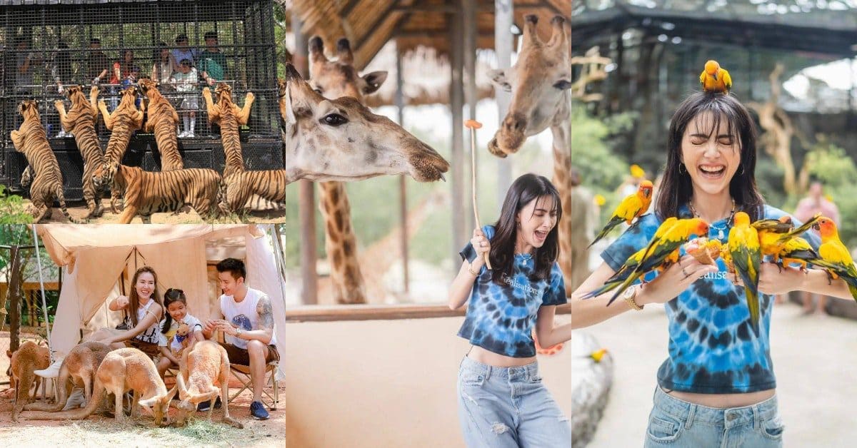 【2023泰國曼谷旅遊攻略】曼谷Safari World野生動物園太狂！長頸鹿跟你玩自拍、與猩猩互相乾杯、鳥兒在你頭上駐足！