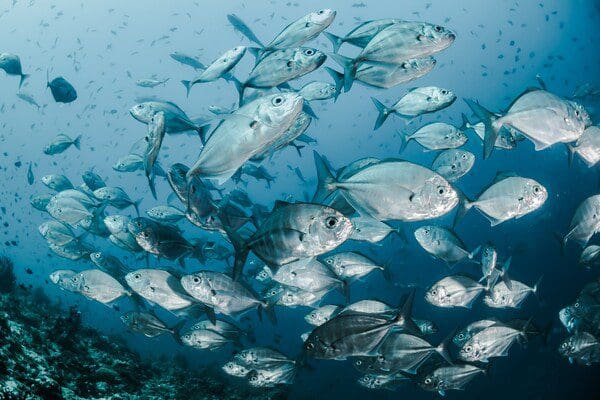 世界海洋日「SEAsonality」 RELAIS & CHATEAUX 正在採取行動，確保可持續捕撈的魚類、甲殼類動物和軟體動物