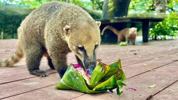 夏至消暑「猩」冰樂　壽山動物園加碼蔬果粽慶端午