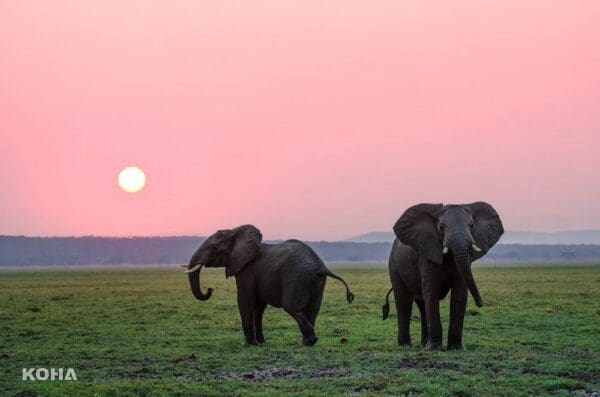 2023泰國自由行｜清邁大象保育區旅遊常見問題 ｜行前注意事項一次看懂！