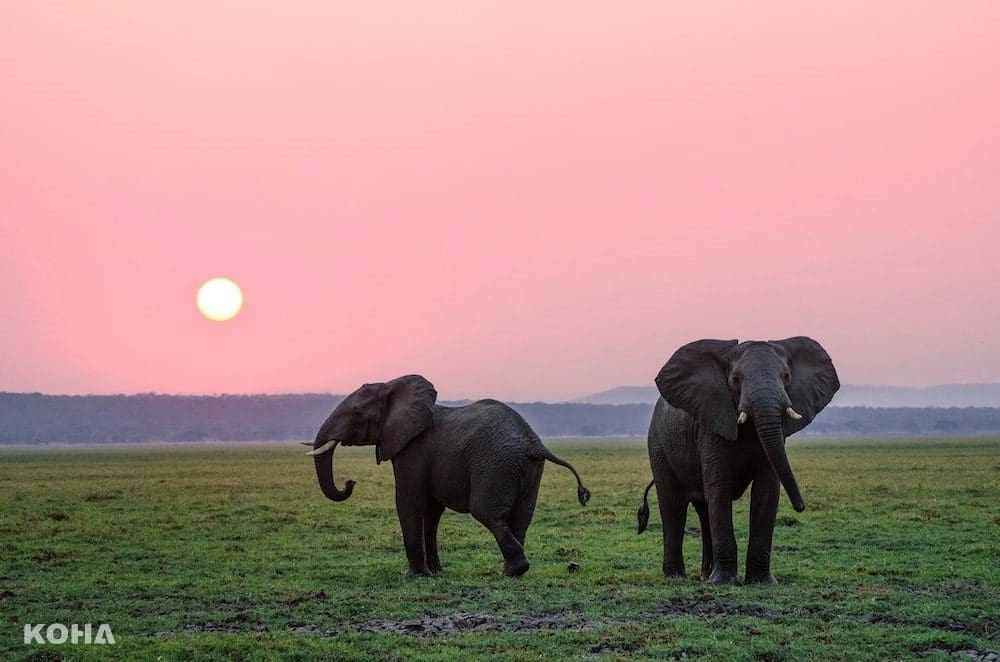 2023泰國自由行｜清邁大象保育區旅遊常見問題 ｜行前注意事項一次看懂！
