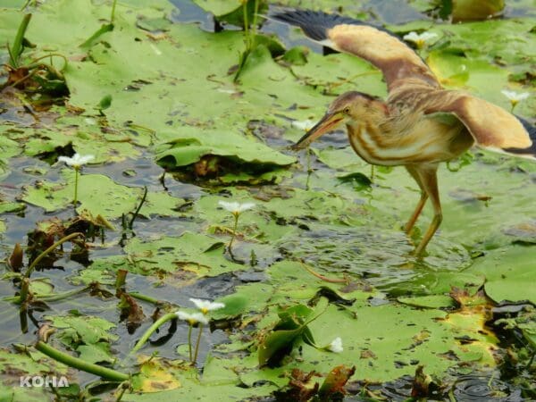 大高雄生態嘉年華周六登場　歡迎來鳥松濕地體驗