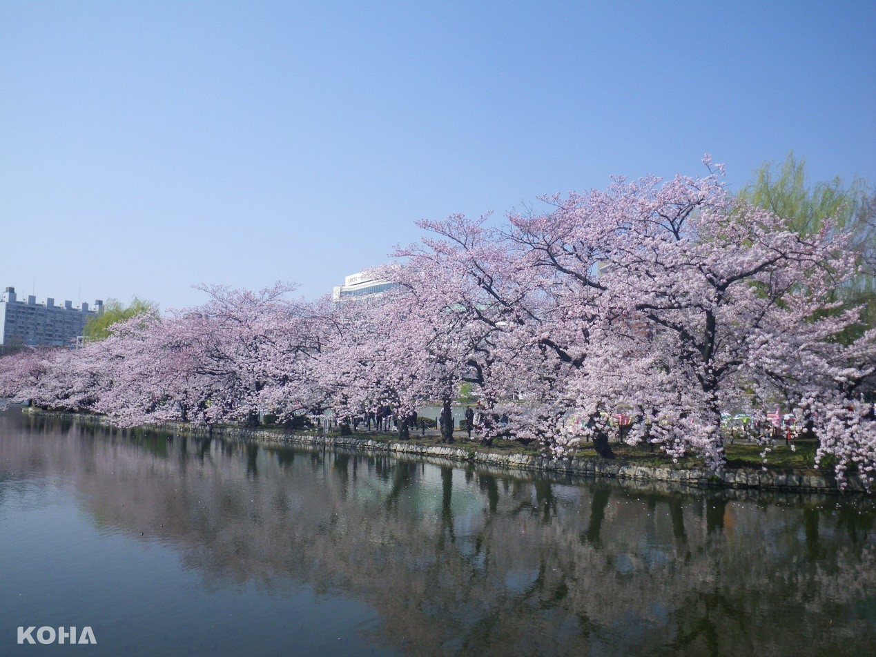 圖12：上野公園內的櫻花盛開景象極富魅力，夜間打燈也享有盛名。（東京觀光財團提供）