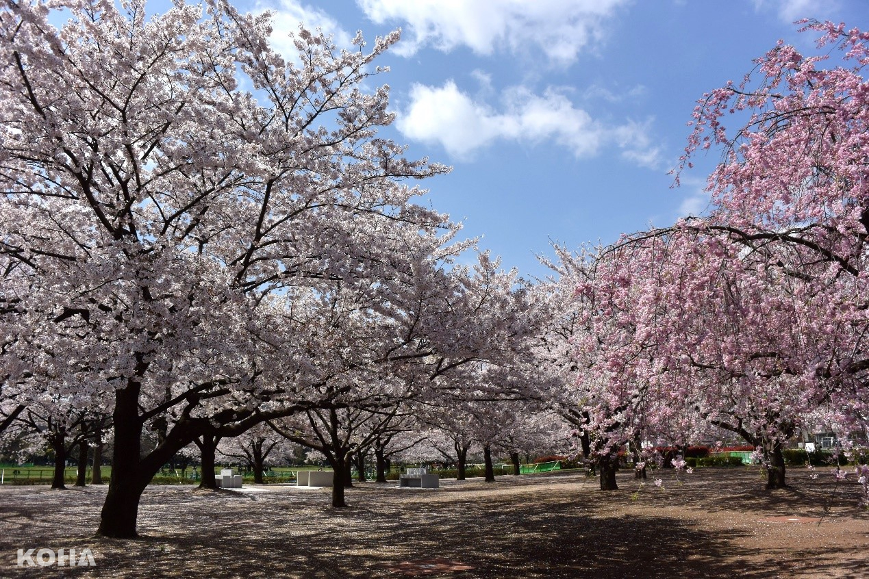 圖2：木場公園腹地廣大，栽種著各種不同的櫻花，美不勝收。（木場公園提供）