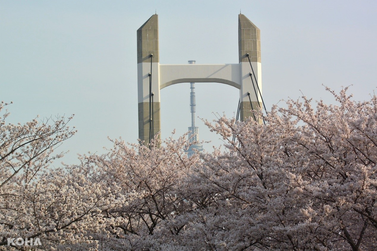 圖3：在木場公園可以捕捉到櫻花、木場大橋與東京晴空塔交疊的同框畫面。（木場公園提供）