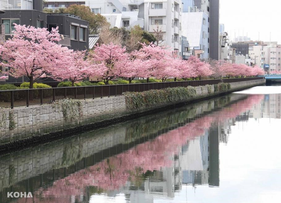 圖5：河津櫻3月上旬迎來滿開時期，可欣賞倒映在大横川上的櫻花景色。（江東區提供）