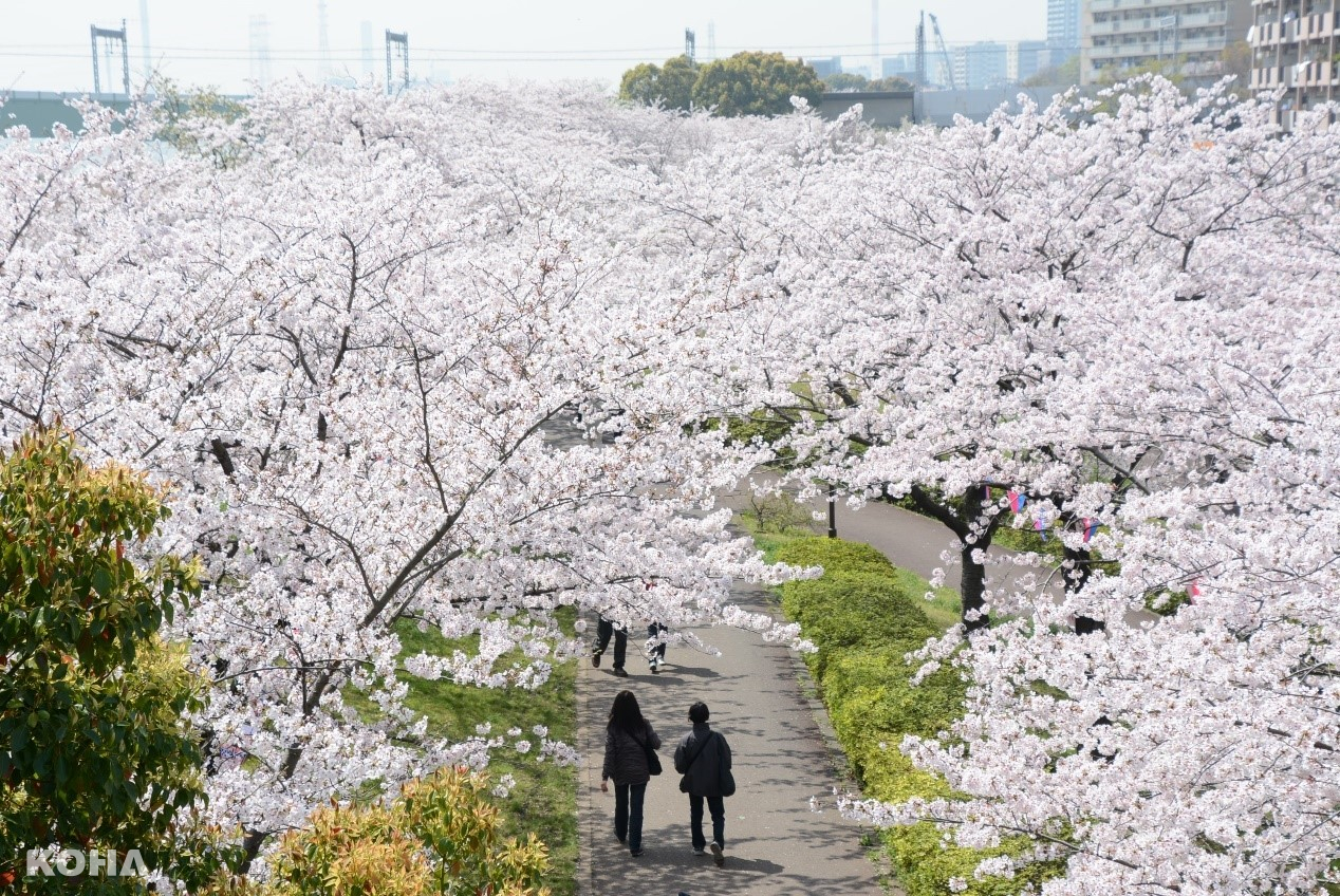 圖6：小松川千本櫻櫻花長廊綿延約2公里，相當壯觀。（江戶川區提供）