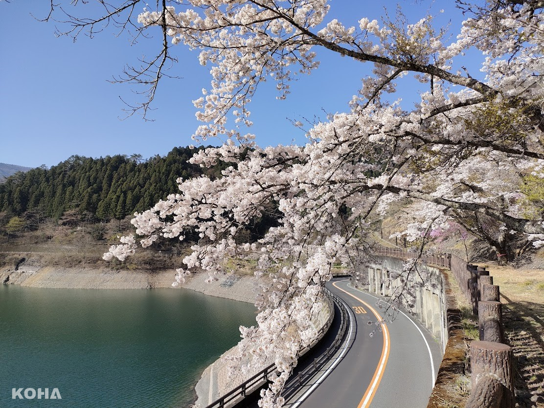 圖9：奧多摩湖邊的櫻花盛開，可在步道上盡情觀賞，也適合駕車遊覽。（奧多摩觀光協會提供）