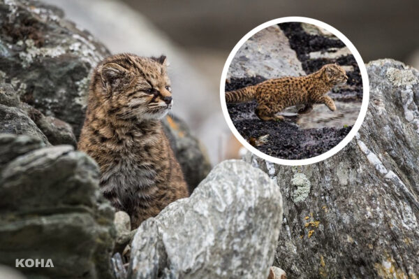 南美洲最小貓種「南美林貓」　超萌模樣卻因人類面臨瀕危