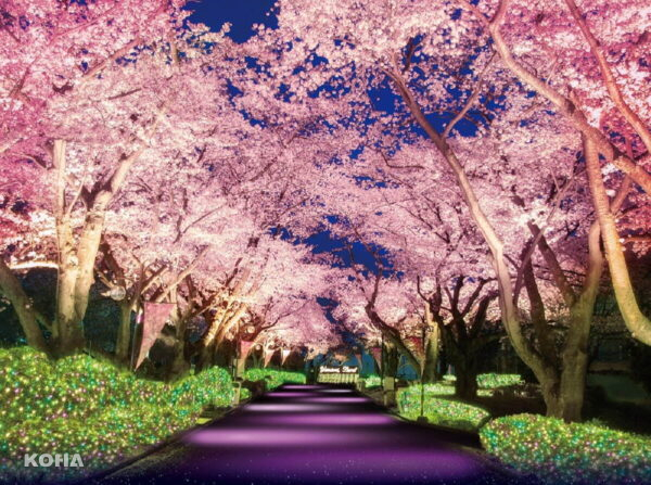 櫻花夜間燦爛：日本讀賣樂園的寶石璀璨之旅