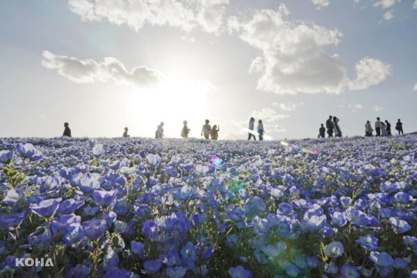 春日輝煌：茨城「2024花海奇緣」盛放，藍色奇蹟Nemophila與鬱金香繽紛登場