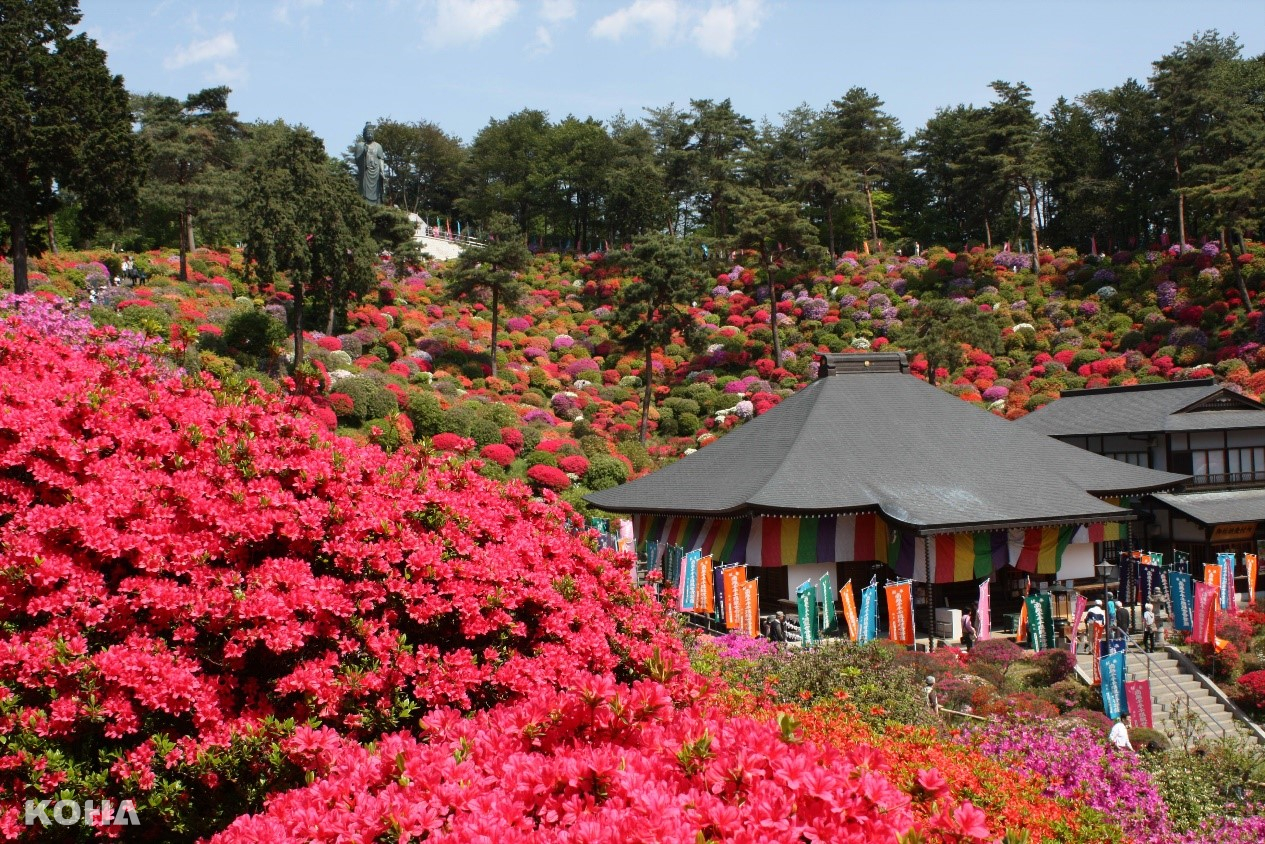 圖2：鹽船觀音寺境內色彩繽紛的杜鵑花綻放，讓整個寺內都亮了起來。（圖片來源：© SHOFUNE KANNON Temple）