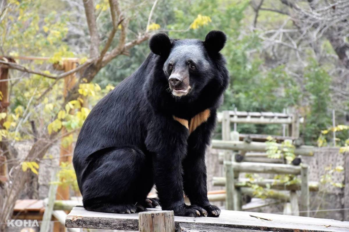 圖2.112年突破百萬旅客造訪的新壽山動物園，動物明星黑熊波比 0