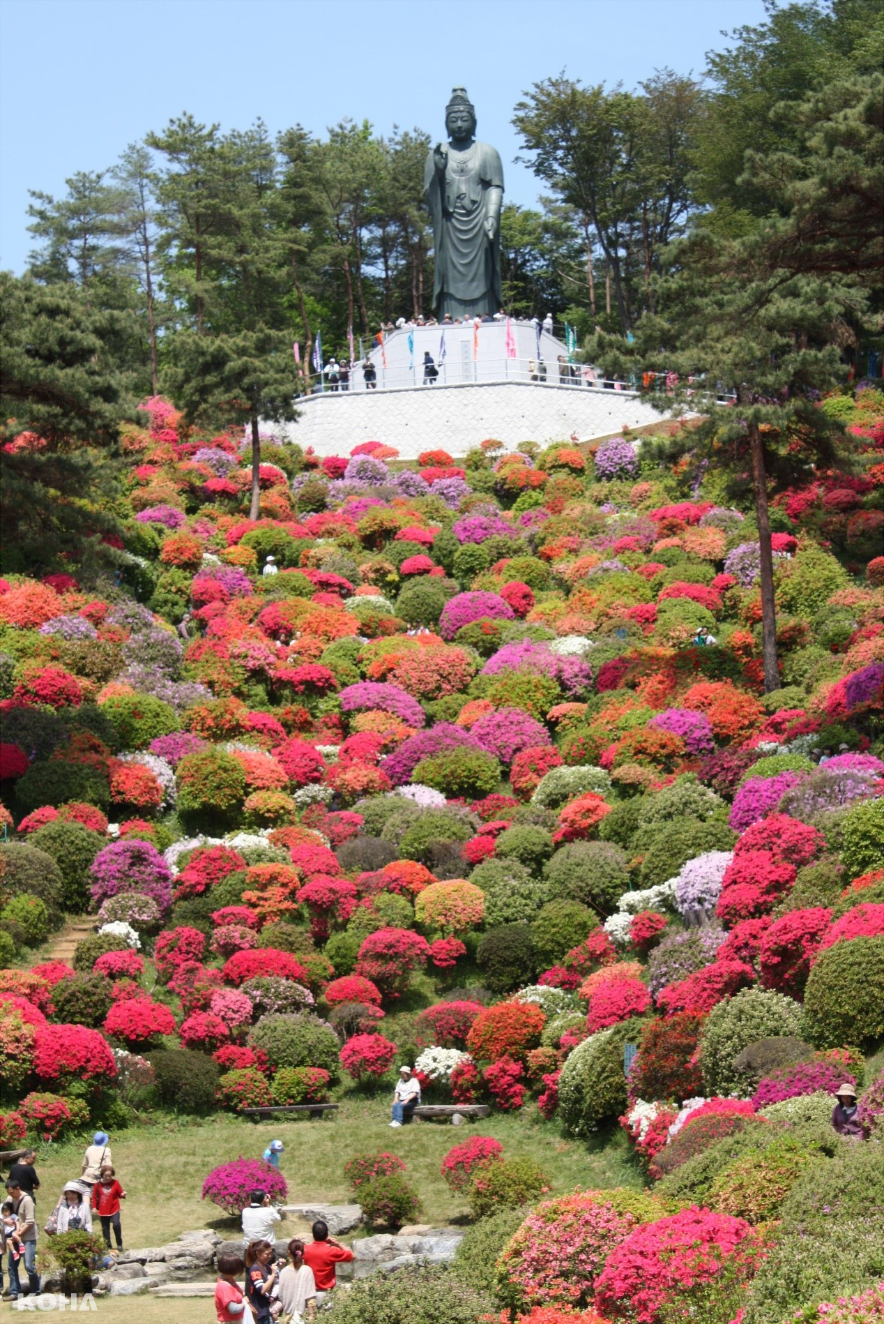 圖3：鹽船觀音寺杜鵑花盛開季節，佈滿園區360度的小山丘，美不勝收。（圖片來源：© SHOFUNE KANNON Temple）