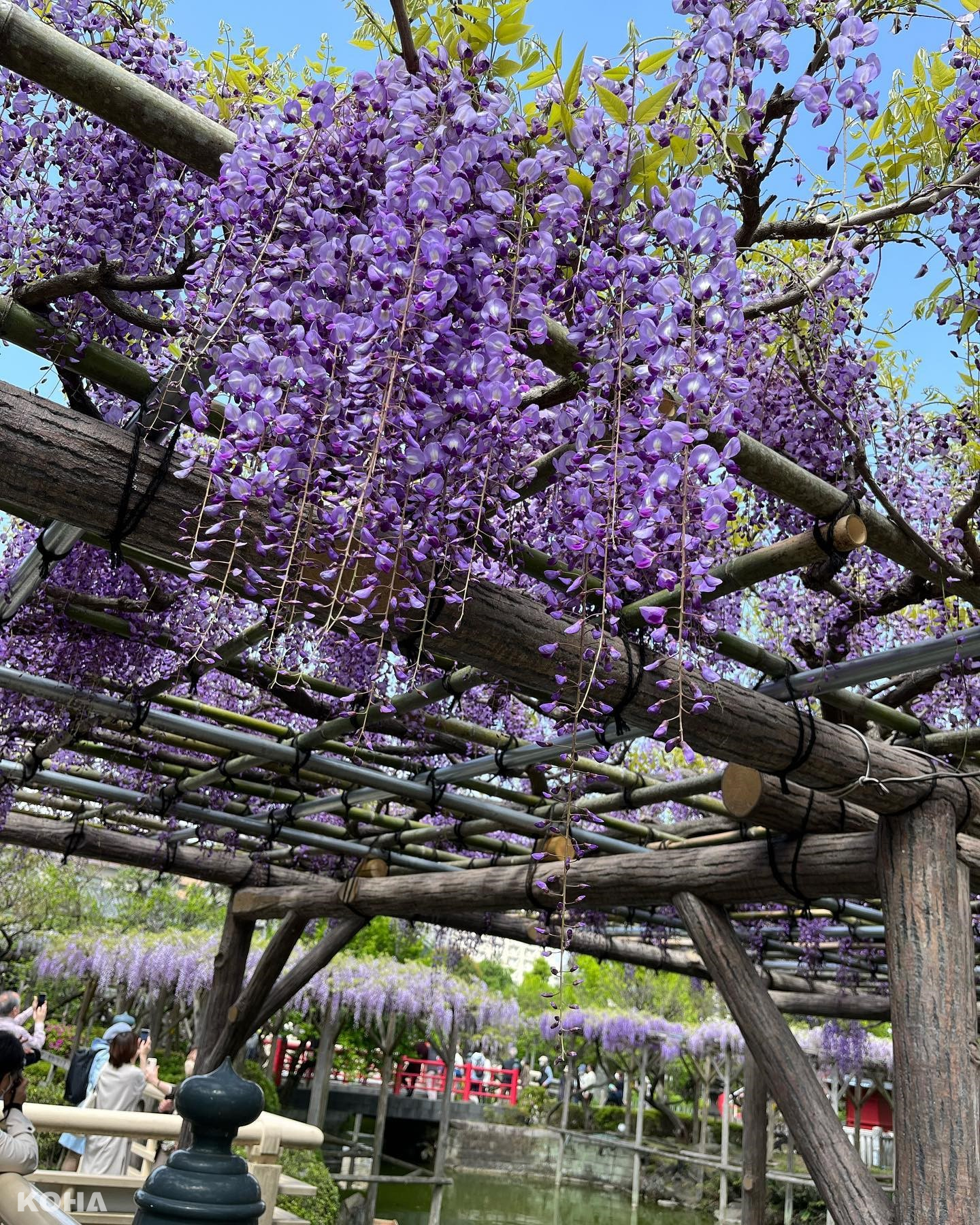 圖4：龜戶天神社已佇立於此並守護當地數百年，寺內所栽種的50株紫藤花，年年盛開也療癒遊客們的心。（圖片來源：©KAMEIDO TENJINJYA）