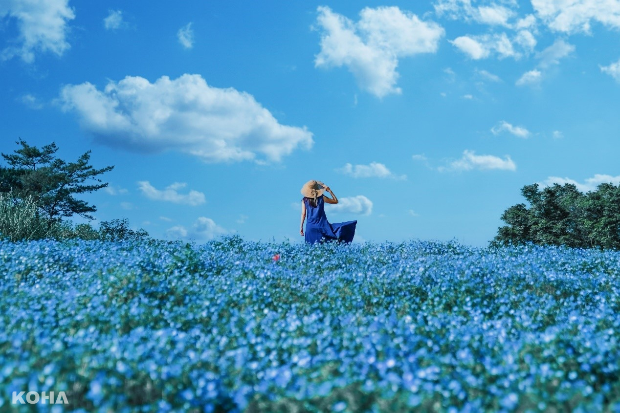 圖6：4月下旬至5月中旬是粉蝶花的最佳觀賞期，藍色的花海和天空形成一幅大自然最美麗的景緻。（圖片來源：©Ken Narahashi）