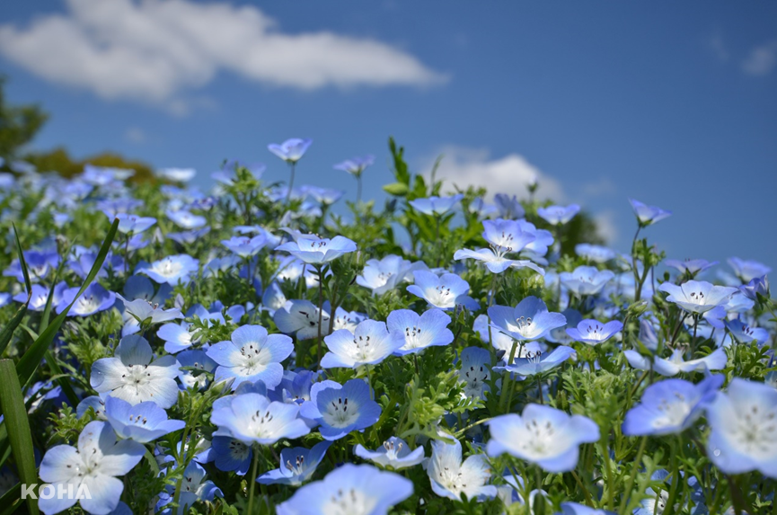 圖7：昭和紀念公園的粉蝶花開得像天空一樣清新湛藍，令人心曠神怡。（圖片來源：©昭和紀念公園）