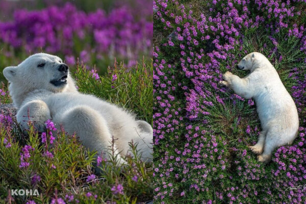 北極熊躺草地畫面超萌！加拿大攝影師拍下罕見影像引百萬人按讚