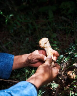 Mushrooms in Bhutan 1 scaled