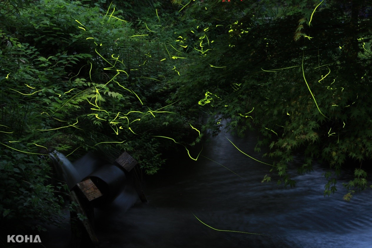 圖9：螢火蟲在河川面上飛舞著，像是幻想般的光之舞。（©TCVB）
