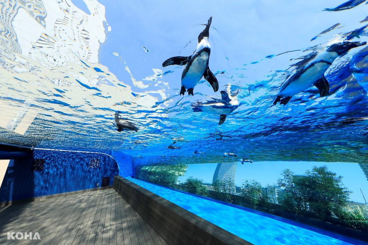 圖1：「天空綠洲」在室外區，寬敞透明的水槽，讓悠游的企鵝宛如翱翔在天際。（照片來源：©陽光水族館）