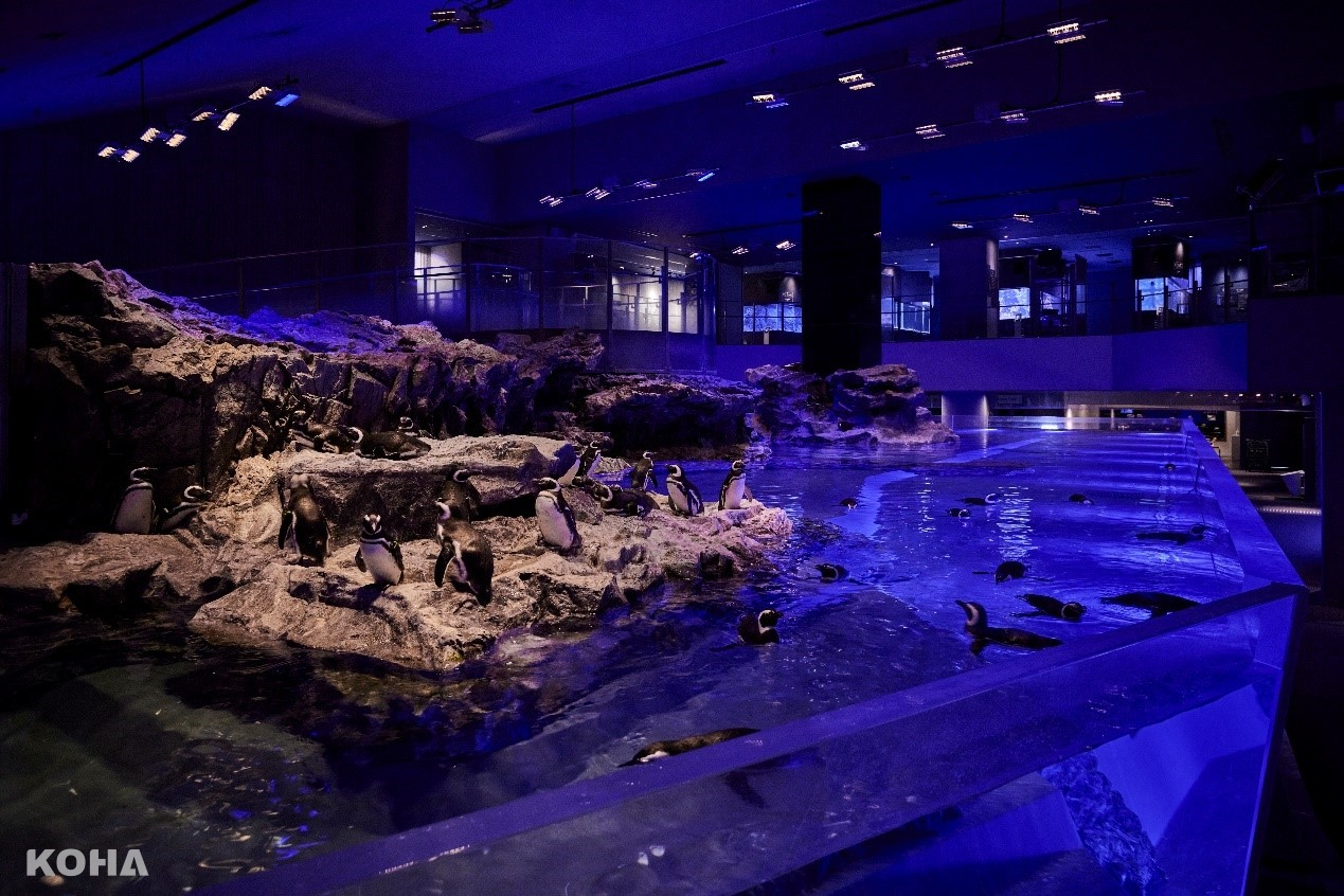 圖10：日本最大的室內開放式水槽，遊客可以從各種視角觀賞可愛的企鵝。（照片來源：©SUMIDA AQUARIUM）